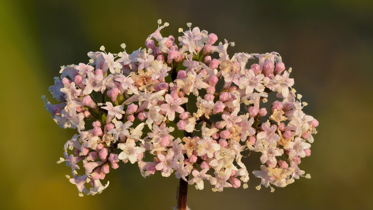 Close-up of common valerian flowers, illustrating how common and Latin names identify botanicals on supplement labels