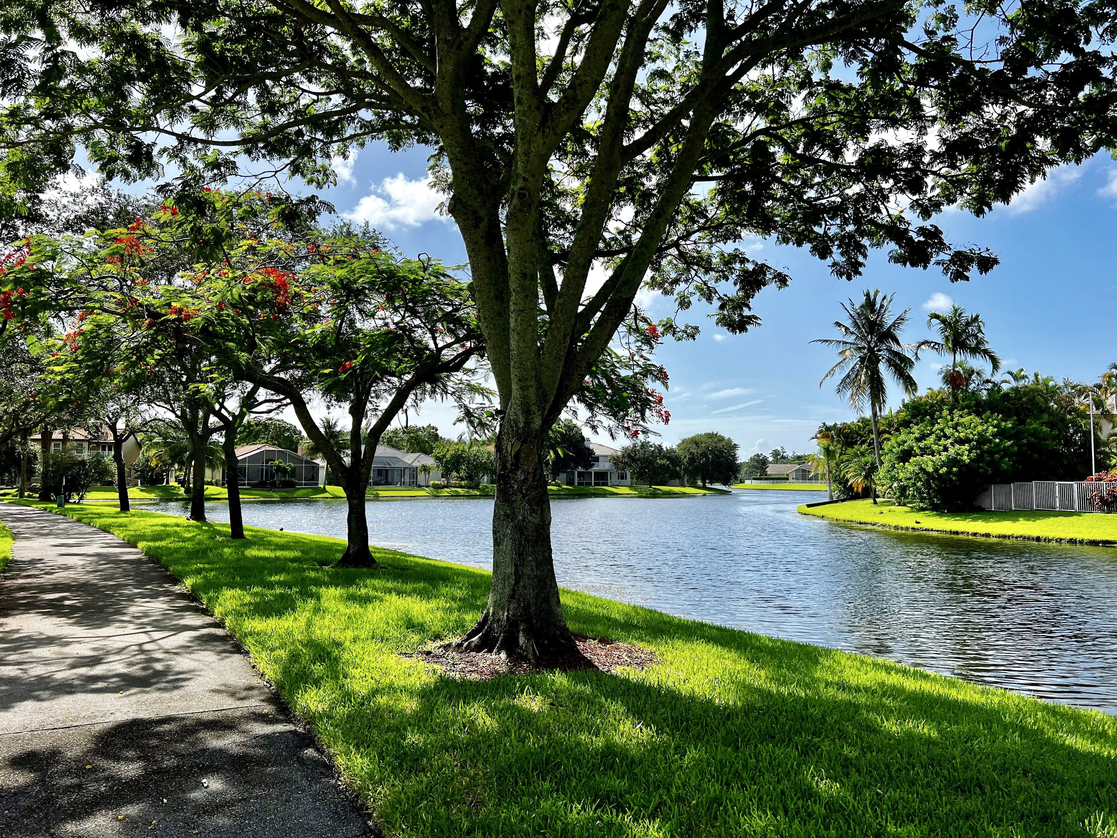 Curving neighborhood path beside green grass, shade trees, and calm water