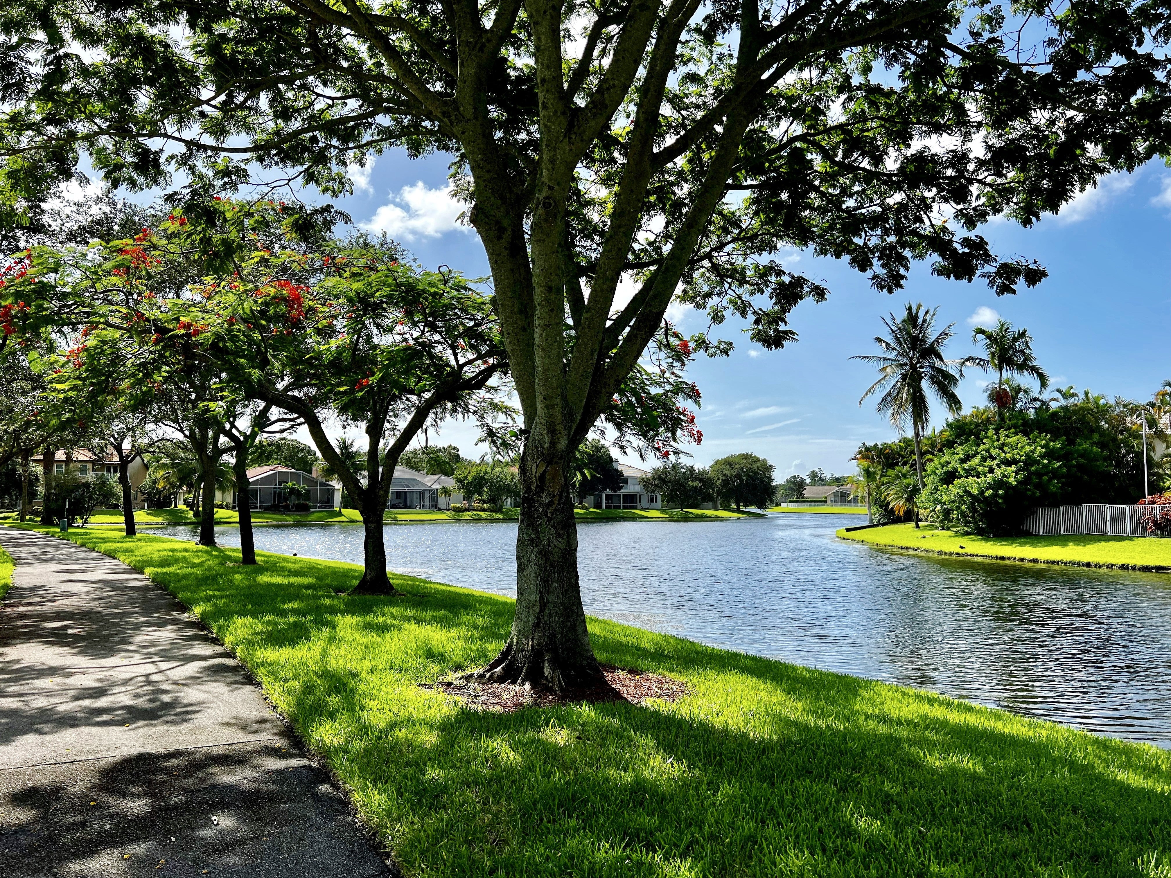 Curving neighborhood path beside green grass, shade trees, and calm water
