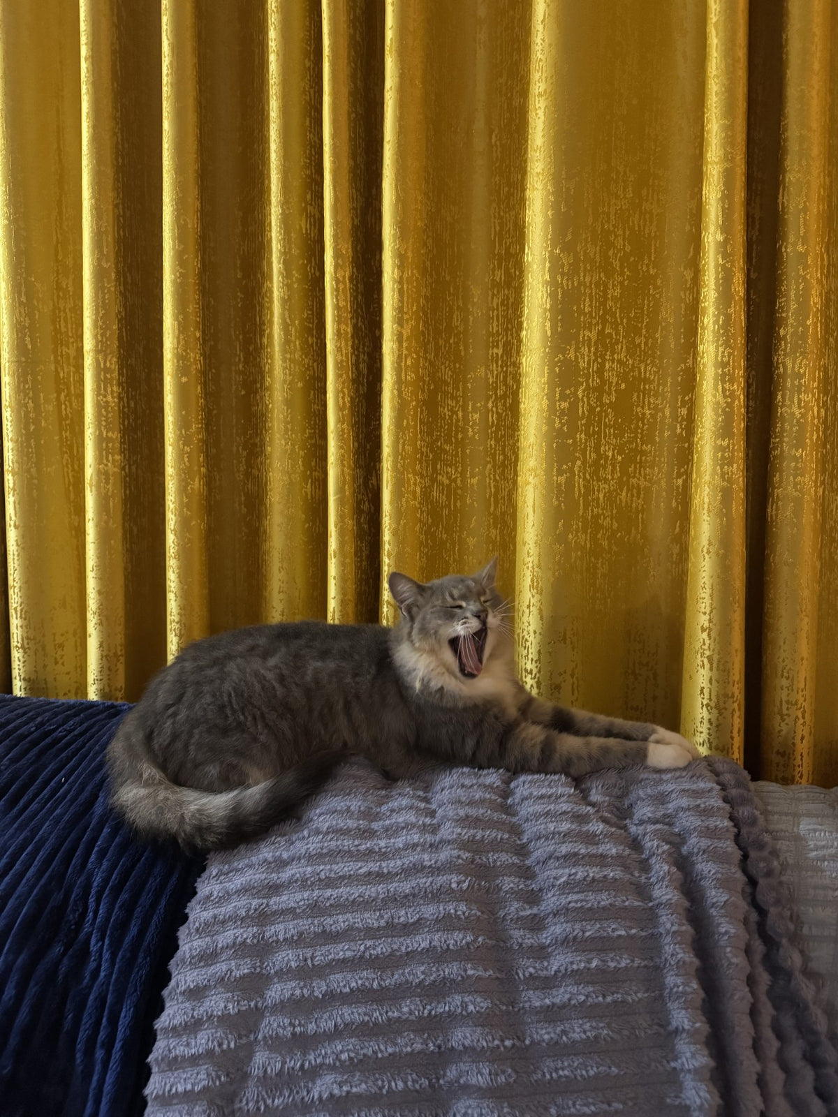 A cat resting and stretching on a soft blanket in a warm, cozy living room