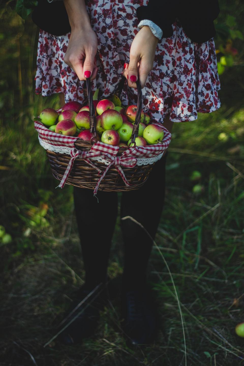 A person carrying a basket full of freshly picked apples through an orchard