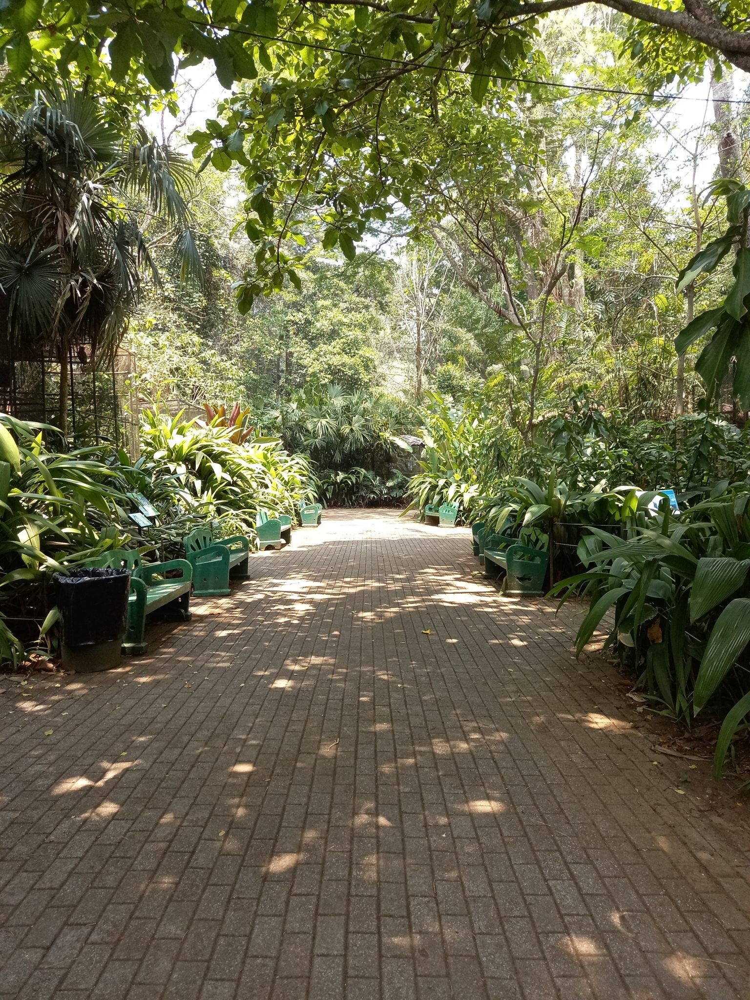 Shaded brick zoo walkway lined with tropical plants and several green benches